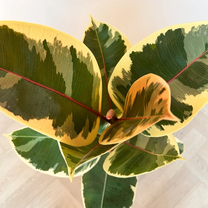 Ficus elastica 'Tineke' (21cm) Rubber plant - image 3