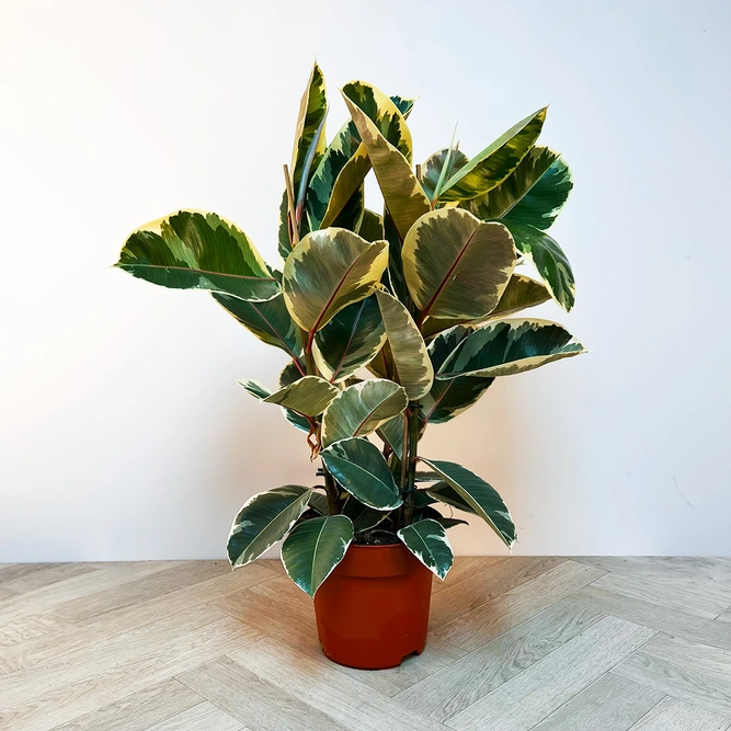 Ficus elastica 'Tineke' (24cm) Rubber plant - image 1