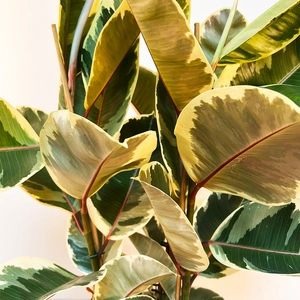 Ficus elastica 'Tineke' (24cm) Rubber plant - image 2