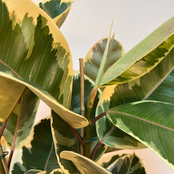 Ficus elastica 'Tineke' (24cm) Rubber plant - image 3