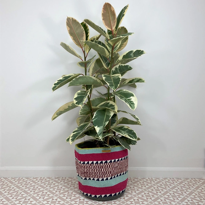 Ficus elastica 'Tineke' (27cm) Rubber plant - image 1
