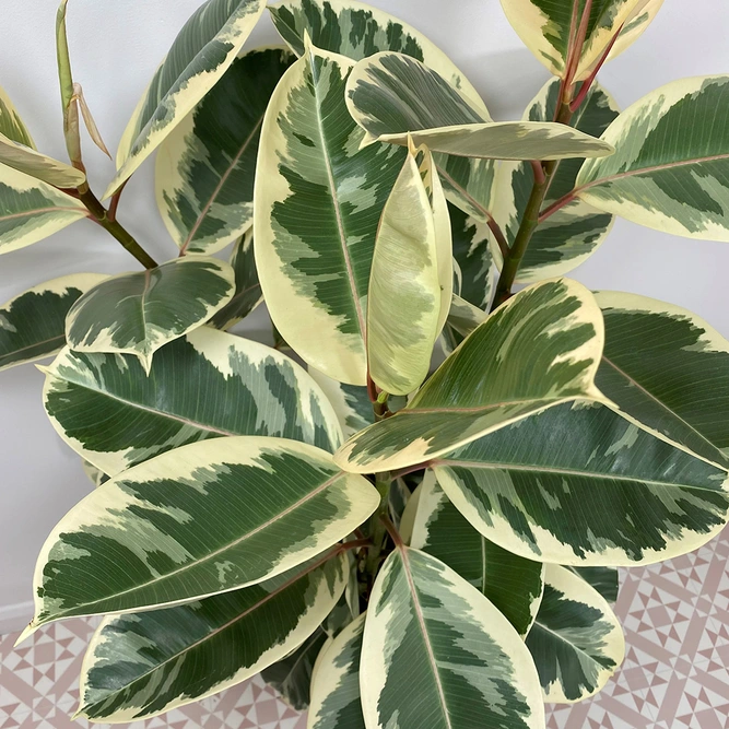 Ficus elastica 'Tineke' (27cm) Rubber plant - image 2