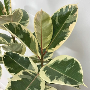 Ficus elastica 'Tineke' (30cm) Rubber plant - image 1