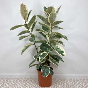 Ficus elastica 'Tineke' (30cm) Rubber plant - image 2