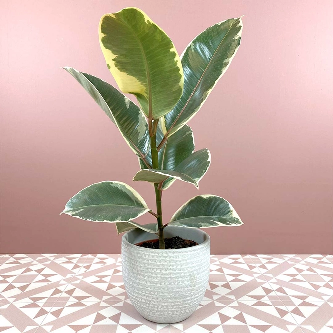 Ficus elastica 'Tineke' (Pot Size 12cm) Rubber plant - image 1
