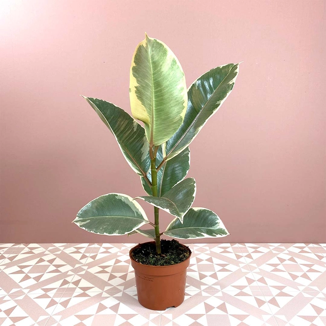 Ficus elastica 'Tineke' (Pot Size 12cm) Rubber plant - image 3