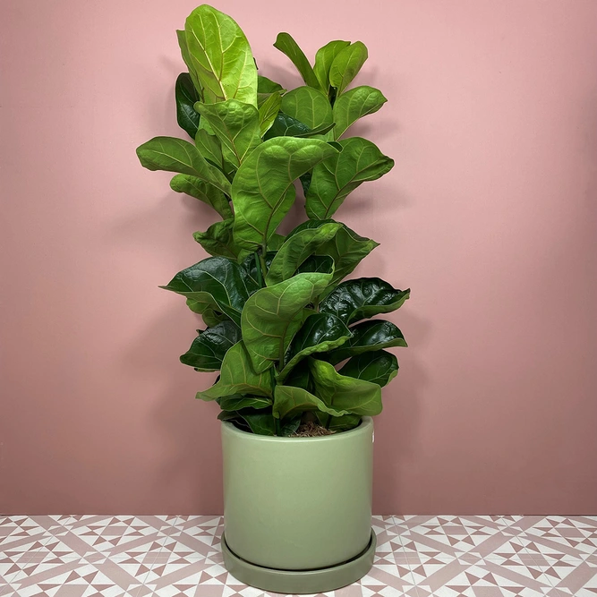 Ficus lyrata 'Bambino' (Height 90cm 3 stem Pot Size 21cm) Fiddle leaf fig - image 1