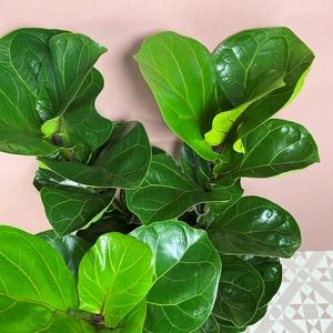 Ficus lyrata 'Bambino' (Height 90cm 3 stem Pot Size 21cm) Fiddle leaf fig - image 2