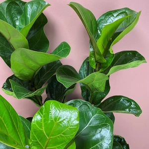 Ficus lyrata 'Bambino' (Height 90cm 3 stem Pot Size 21cm) Fiddle leaf fig - image 3