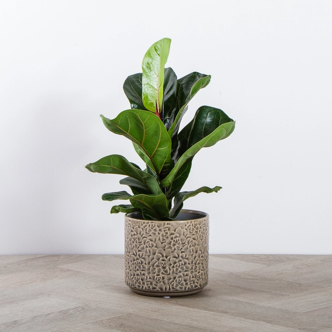 Ficus lyrata 'Bambino' (Pot Size 12cm) Fiddle Leaf Fig - image 1