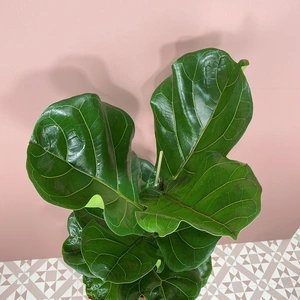 Ficus lyrata (Pot Size 17cm) Fiddle Leaf Fig Approx Height 90cm - image 2