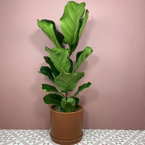 Ficus lyrata (Pot Size 17cm) Fiddle Leaf Fig Approx Height 90cm - image 1