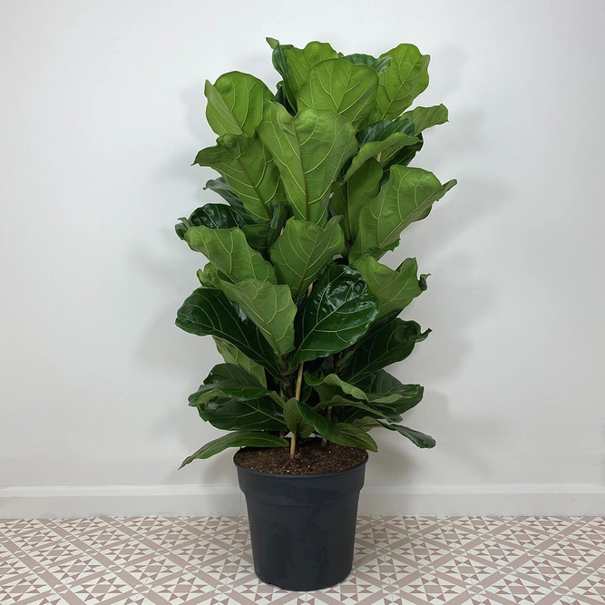 Ficus lyrata (Pot Size 27cm) Fiddle leaf fig - image 1