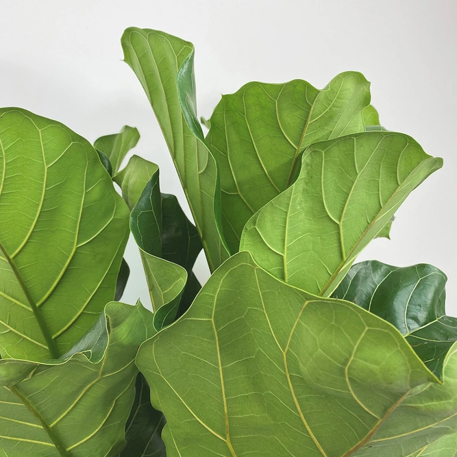 Ficus lyrata (Pot Size 27cm) Fiddle leaf fig - image 2