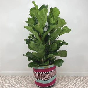 Ficus lyrata (Pot Size 27cm) Fiddle leaf fig - image 4