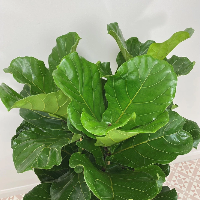 Ficus lyrata (Pot Size 34cm) Fiddle leaf fig - image 4