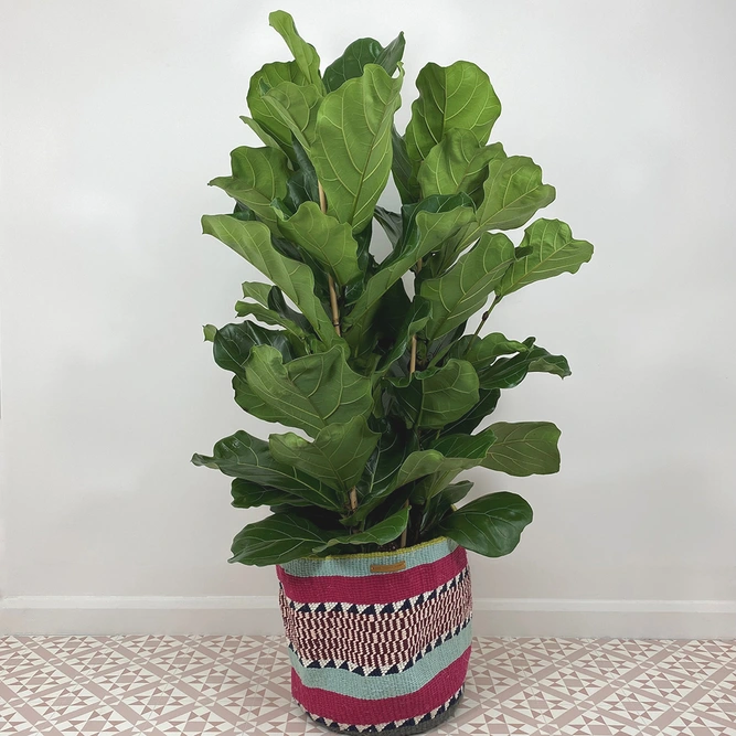 Ficus lyrata (Pot Size 34cm) Fiddle leaf fig - image 1