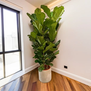 Ficus lyrata (Pot Size 34cm) Fiddle leaf fig - image 5