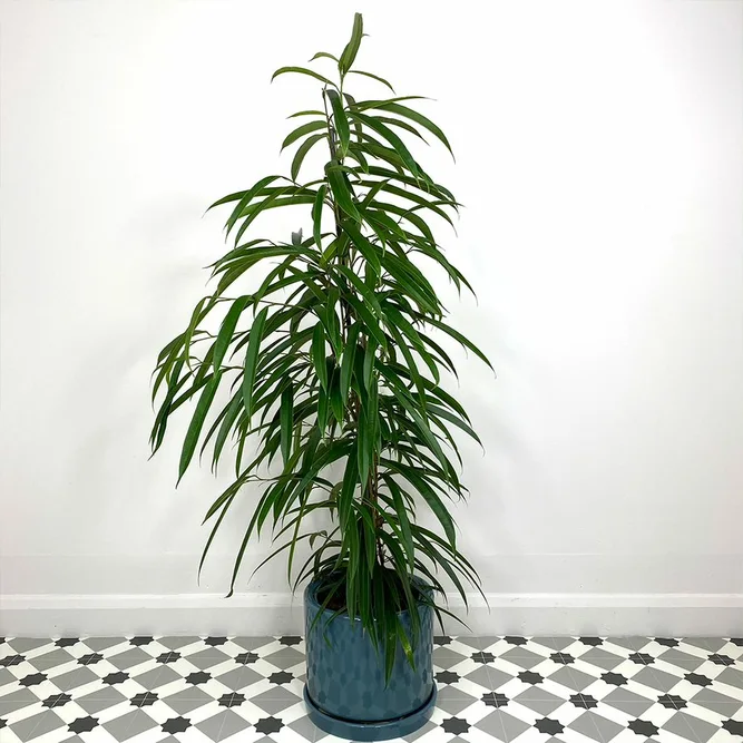 Ficus maclellandii Alii (Pot Size 24cm) Approx Height 120cm Banana Leaf Fig - image 1