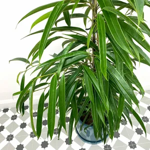 Ficus maclellandii Alii (Pot Size 24cm) Approx Height 120cm Banana Leaf Fig - image 2