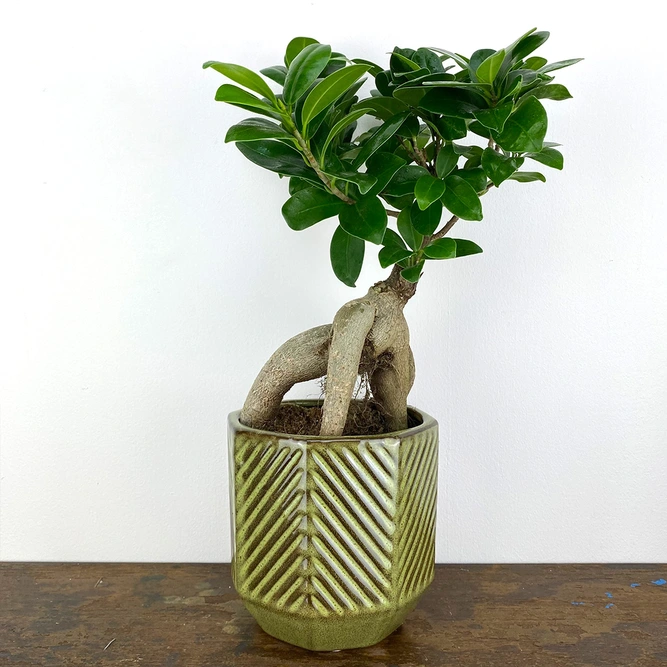 Ficus microcarpa 'Ginseng' (Pot Size 9cm) Ginseng Bonsaii