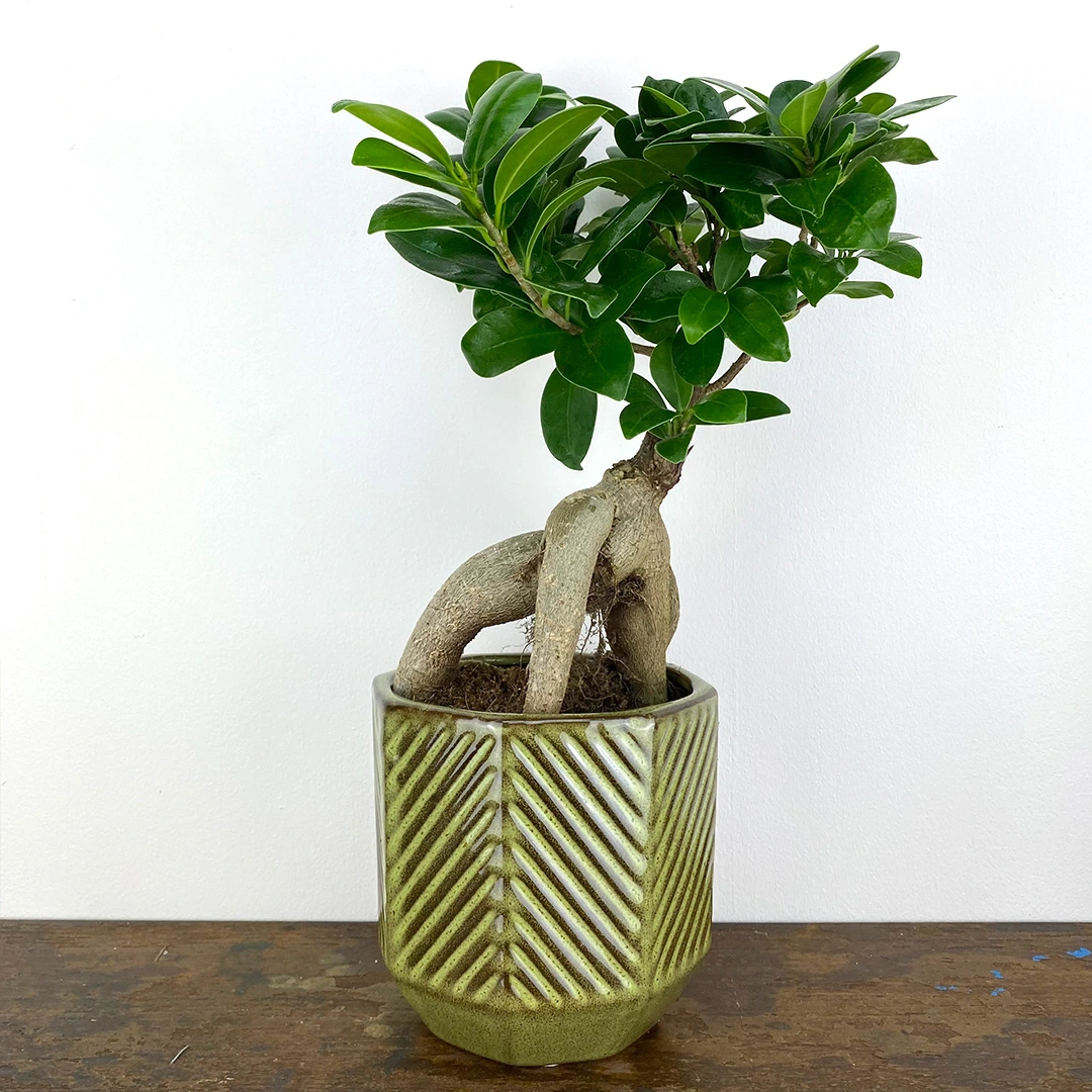 Ficus Microcarpa Ginseng En Pot - Plante Verte D'intérieur Made In Italy, Hauteur 50 Cm, Pot 17 Cm - 7