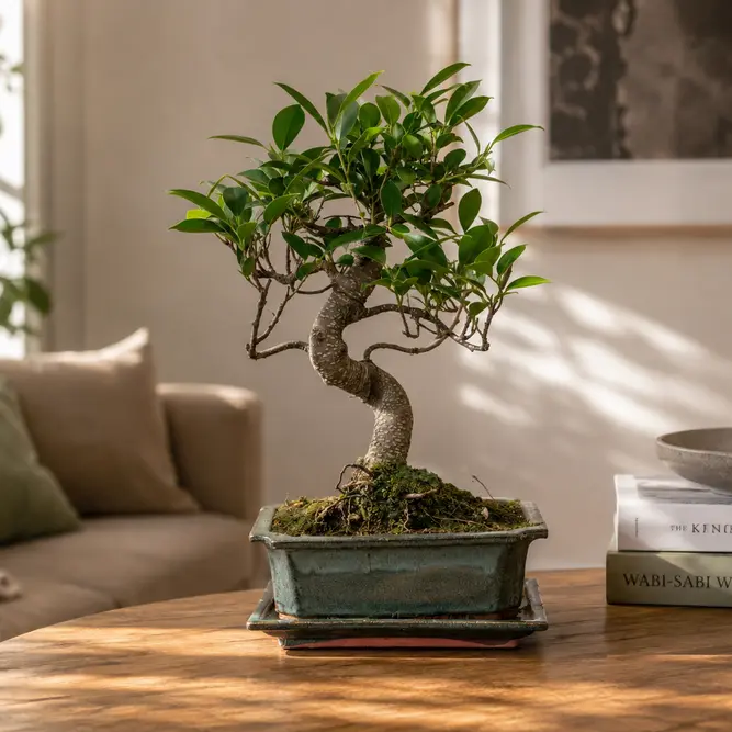 Ficus microcapa (Pot Size 20cm) S-Shape Bonsai Fig