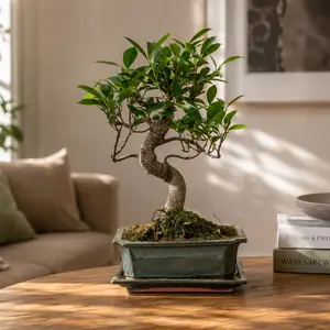 Ficus retusa
