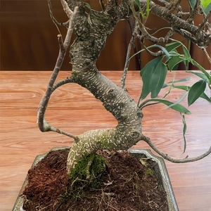 Ficus retusa - Bonsai Ficus S Shape (Pot size 15cm) - image 3