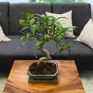 Ficus retusa - Bonsai Ficus S Shape (Pot size 20cm) - image 1