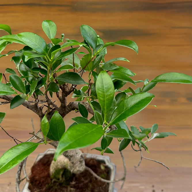 Ficus retusa - Bonsai Ficus S Shape (Pot size 20cm) - image 2