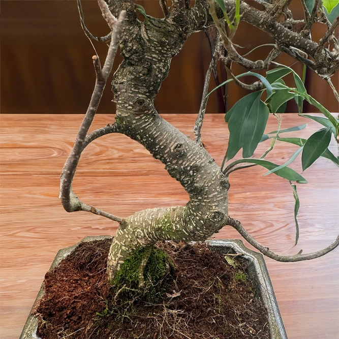 Ficus retusa - Bonsai Ficus S Shape (Pot size 20cm) - image 3