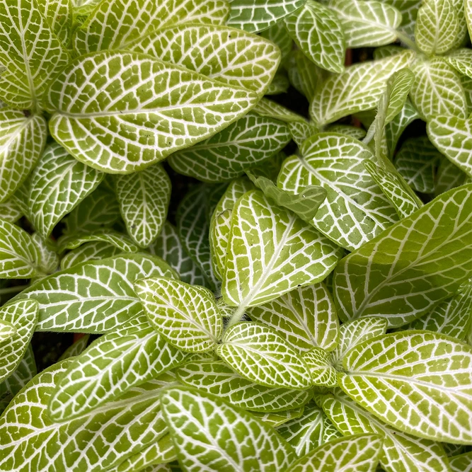 Fittonia Mosaic Lemon (Pot Size 8.5cm) Nerve Plant