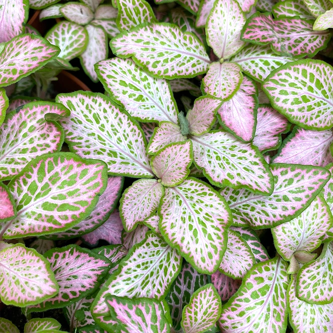 Fittonia 'Pink Ruby Lime' (Pot Size 8.5cm) Nerve Plant