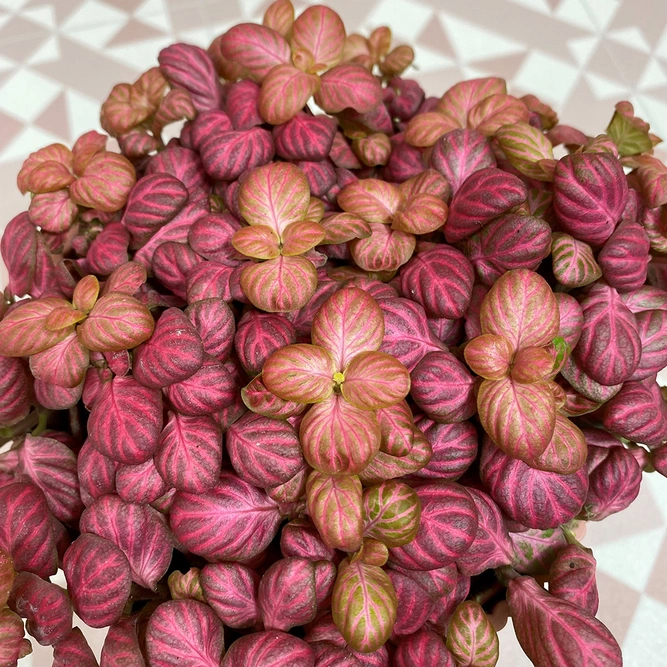 Fittonia 'Pink Special' (Pot Size 12cm) Nerve plant - image 2