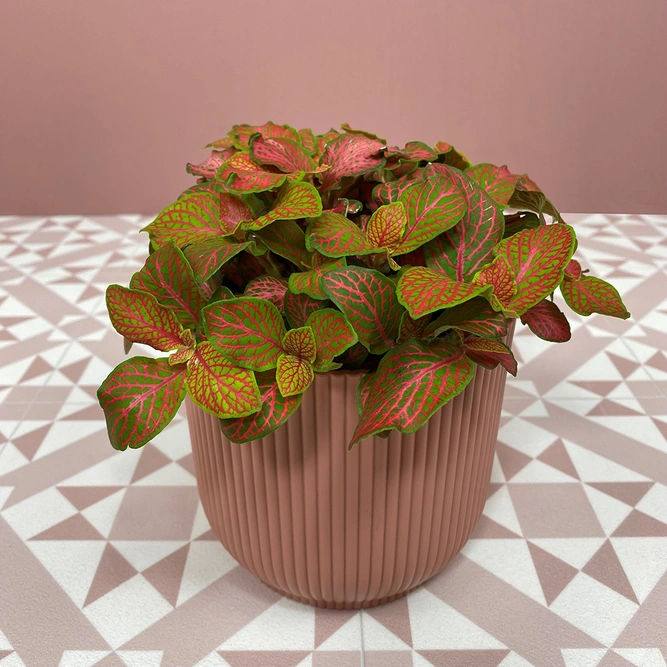 Fittonia 'Ruby Lime' (Pot Size 9cm) Nerve plant - image 1
