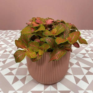 Fittonia 'Ruby Lime' (Pot Size 9cm) Nerve plant - image 1
