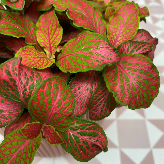 Fittonia 'Ruby Lime' (Pot Size 9cm) Nerve plant - image 2