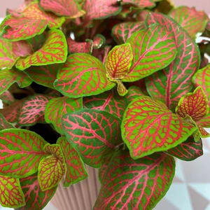 Fittonia 'Ruby Lime' (Pot Size 9cm) Nerve plant - image 3