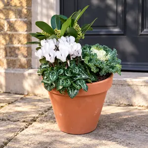 Fitzroy's Folly Winter Planter (21cm) Cyclamen, Brassica, Skimmia Finchy Planter - image 1