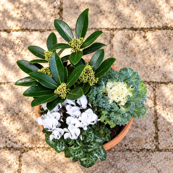 Fitzroy's Folly Winter Planter (21cm) Cyclamen, Brassica, Skimmia Finchy Planter - image 2
