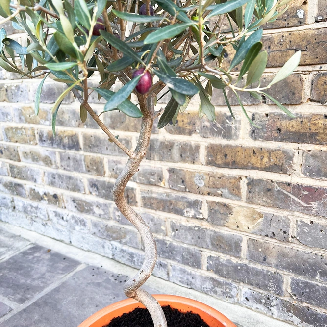 Florentine Festive Olive Planter - image 3