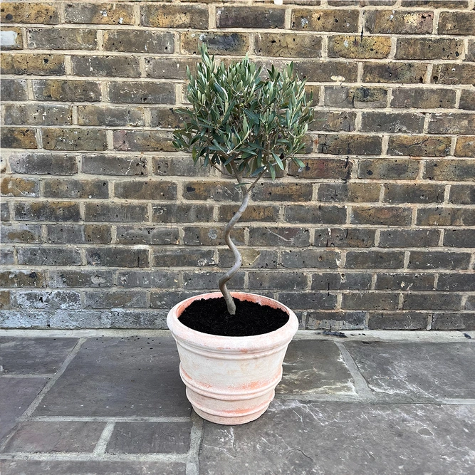 Florentine Festive Olive Planter - image 1