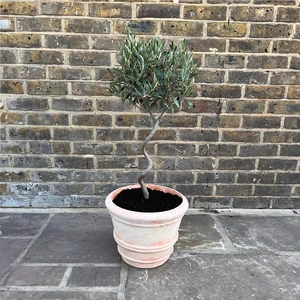 Florentine Festive Olive Planter - image 1