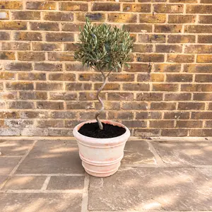Florentine Festive Olive Planter