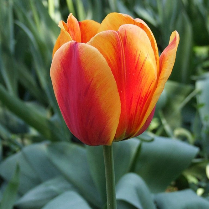 Flower Bulbs - 10 Tulip Apeldoorn's Elite - image 1