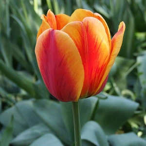 Flower Bulbs - 10 Tulip Apeldoorn's Elite - image 1