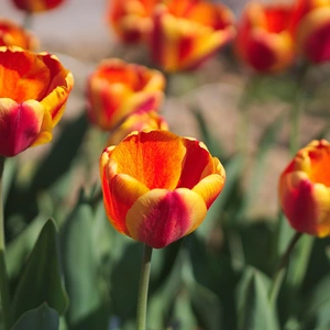 Flower Bulbs - 10 Tulip Apeldoorn's Elite - image 2