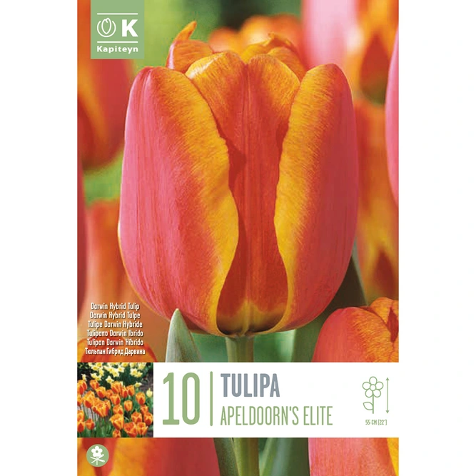 Flower Bulbs - 10 Tulip Apeldoorn's Elite - image 3