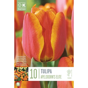 Flower Bulbs - 10 Tulip Apeldoorn's Elite - image 3